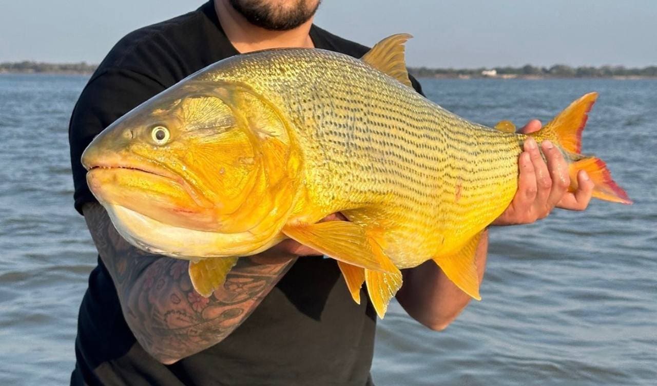 Pesca del dorado